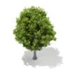 3d European Beech