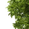 3d European Beech