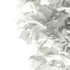 3d European Beech