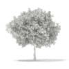 3d European Beech