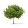 3d European Beech