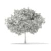 3d European Beech