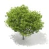 3d European Beech