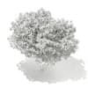 3d European Beech