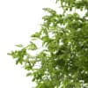 3d European Beech