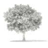 3d European Beech