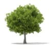 3d European Beech