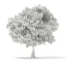 3d European Beech