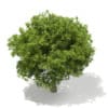 3d European Beech