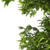 3d European Beech