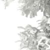 3d European Beech