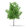 3d Sweetgum Tree