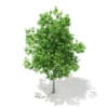 3d Sweetgum Tree