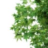 3d Sweetgum Tree