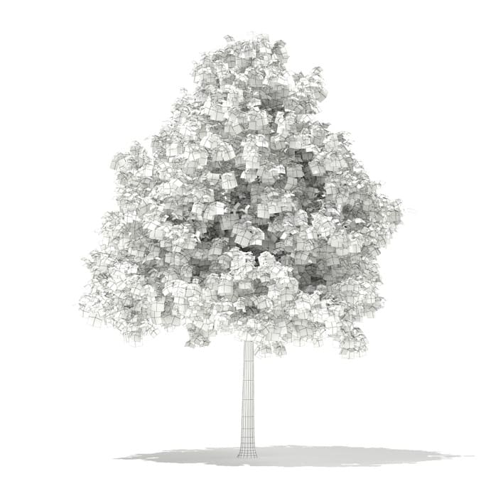 3d Sweetgum Tree