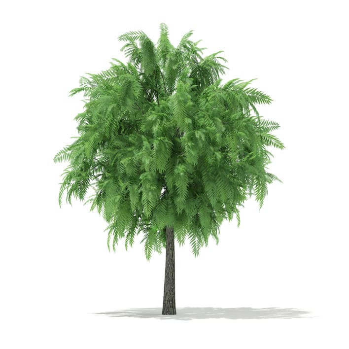White Willow (Salix alba) 4m