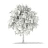 3d White Willow