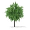 3d White Willow