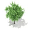 3d White Willow