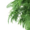3d White Willow