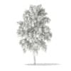 3d White Willow