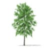3d White Willow