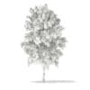 3d White Willow