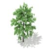 3d White Willow