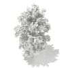 3d White Willow
