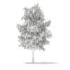 3d White Willow