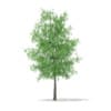 3d White Willow
