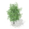 3d White Willow
