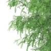 3d White Willow