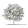 3d White Willow