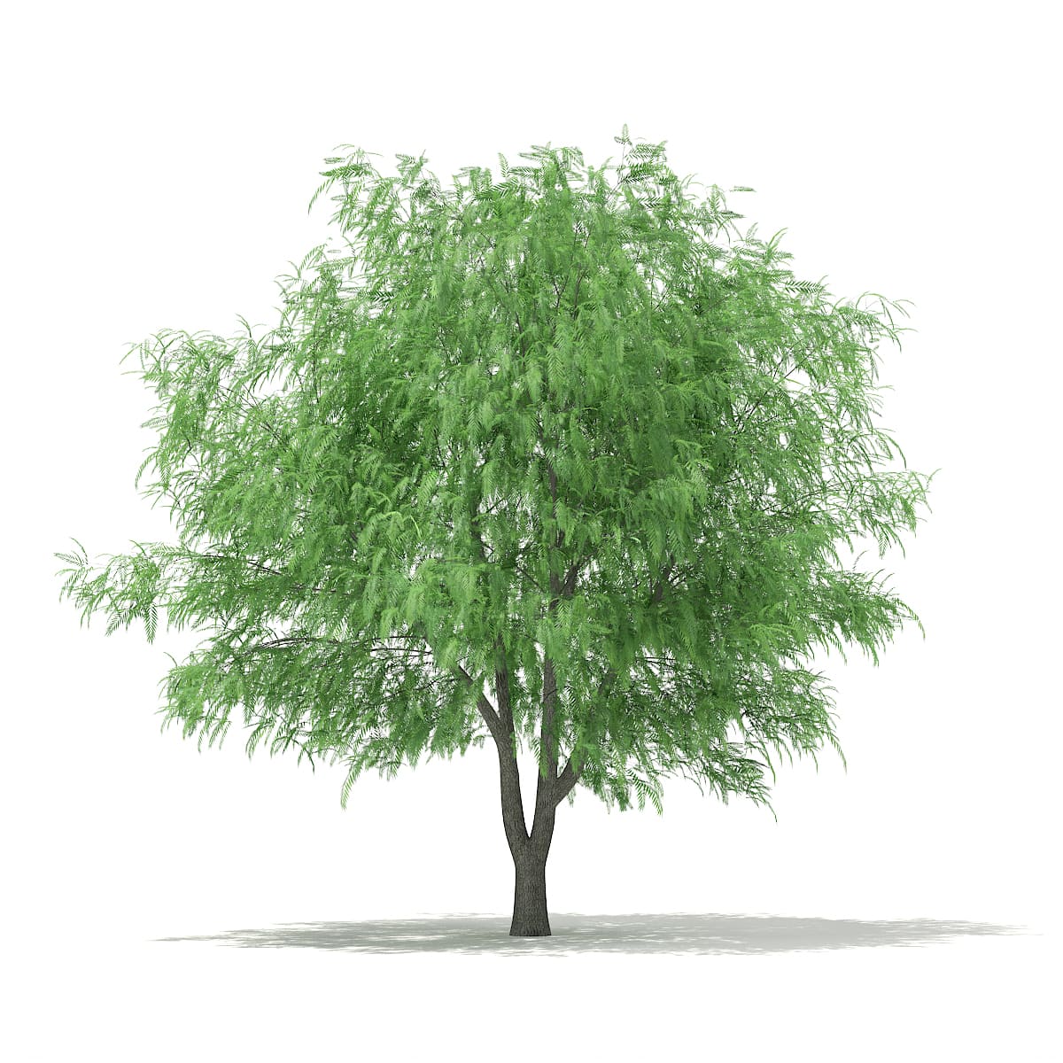 White Willow (Salix alba) 13m