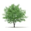 3d White Willow