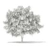 3d White Willow