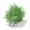 3d White Willow