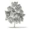 3d White Willow