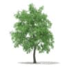 3d White Willow