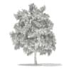 3d White Willow