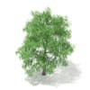 3d White Willow