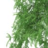 3d White Willow