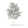 3d Bigtooth Aspen