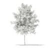 3d Bigtooth Aspen