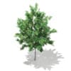 3d Bigtooth Aspen