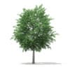 3d Bigtooth Aspen