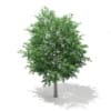 3d Bigtooth Aspen