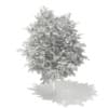 3d Bigtooth Aspen