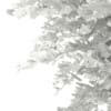 3d Bigtooth Aspen